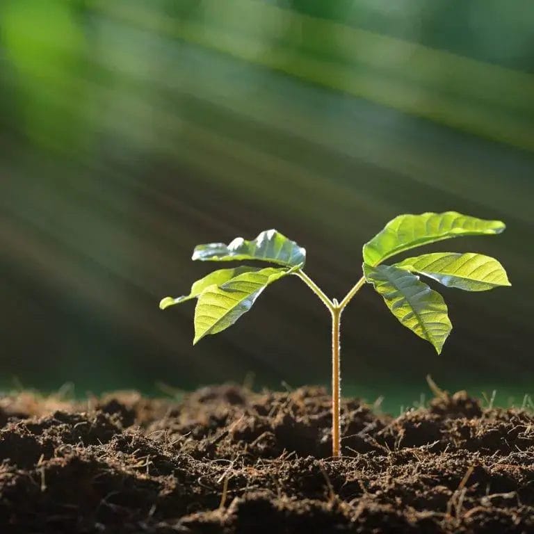 Going Green with Environmental Print Options