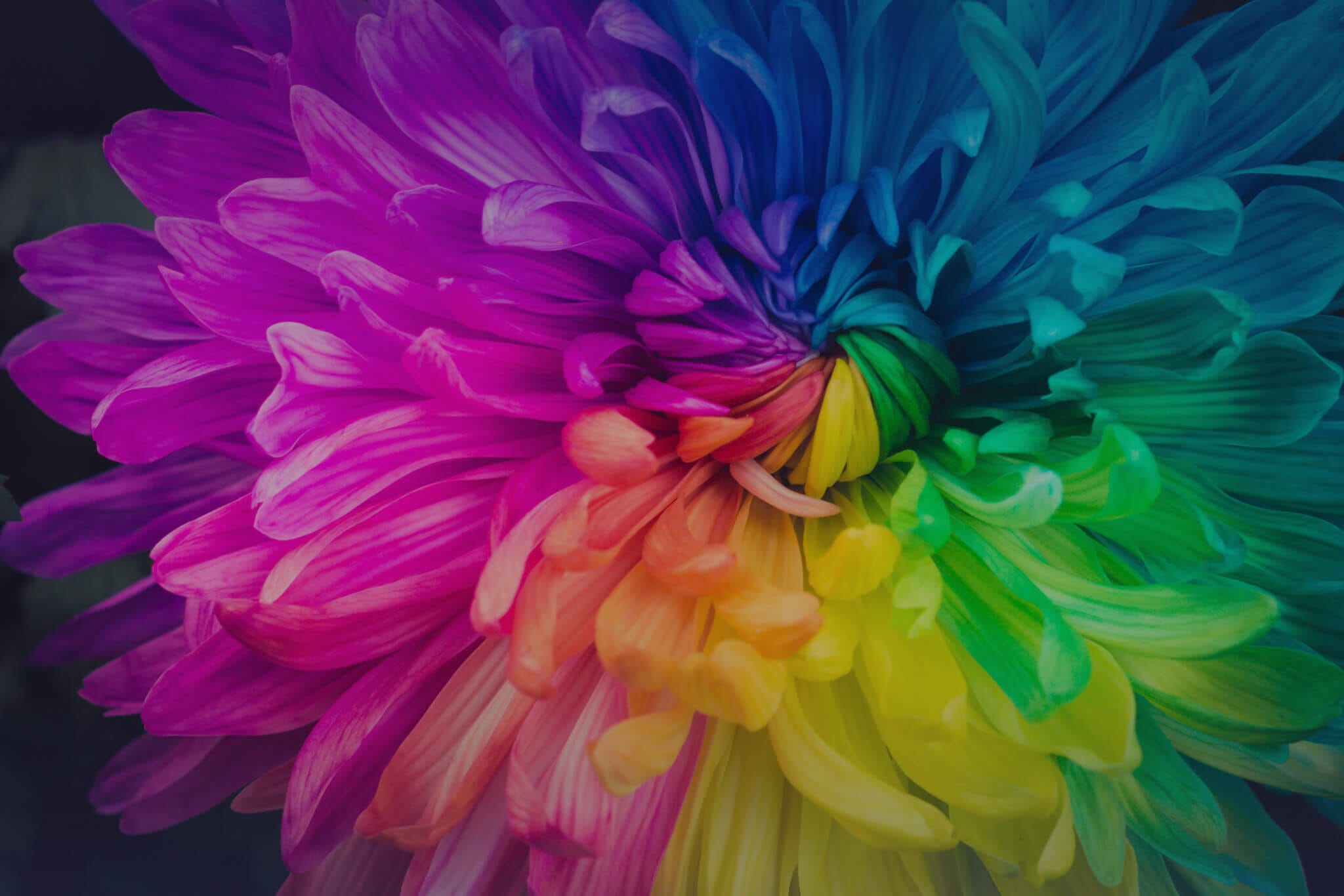 Flower Rainbow
